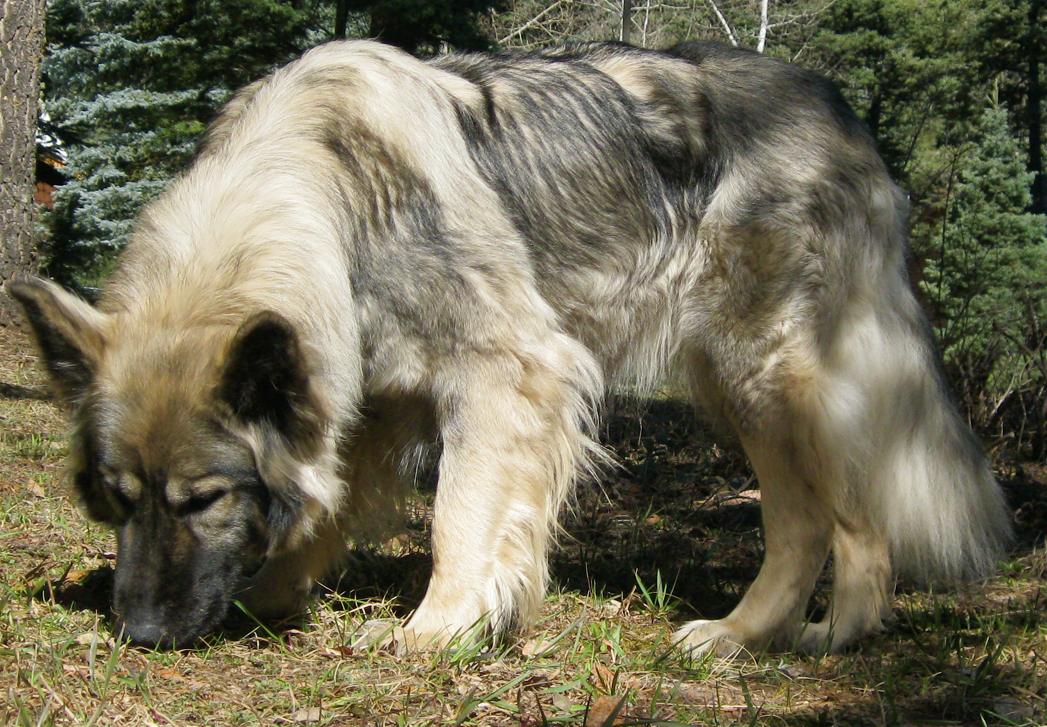 Shepherd Wolf